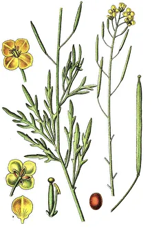 Nature Flora Images Prints: Perennial wall-rocket (Diplotaxis tenuifolia)