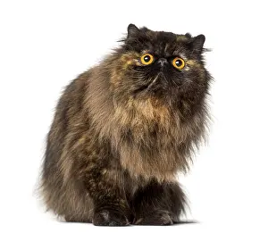Domestic Cat Studio Shot Prints: Persian sitting and looking up