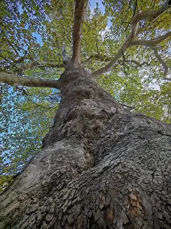 Balkan Peninsula Landscape Prints: Perspective from below on massive tree trunk with branched branches