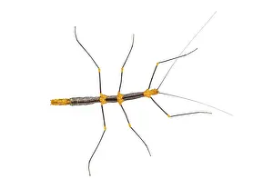 South American Insects Prints: Peruvian stick insect View from above