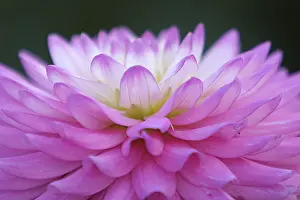 Macro Flower Photography Prints: Petals