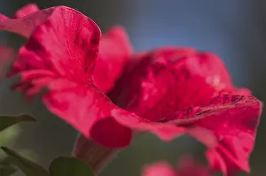 Macro Red Flower Prints: Petunia