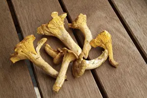Chanterelle Mushrooms Prints: Pfifferlinge