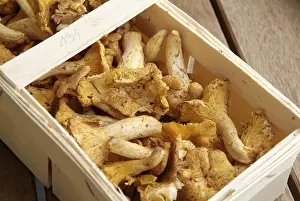 Chanterelle Mushrooms Prints: Pfifferlinge