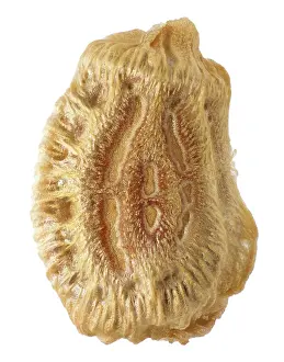 Wildlife Photography Studio Shot Prints: Phasmatodea's egg, Phyllium jacobsoni 5