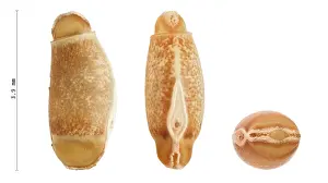 Walking Stick Insect Eggs Prints: Phasmatodea's eggs, Achrioptera fallax 3