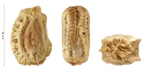 Walking Stick Insect Eggs Prints: Phasmatodea's eggs, Phyllium jacobsoni 5