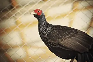 Landfowl Photography Prints: Pheasant at the cage