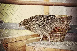 Wild Animal Capture Prints: Pheasant at the cage