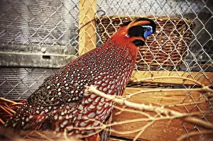 Common Pheasant Species Prints: Pheasant at the cage