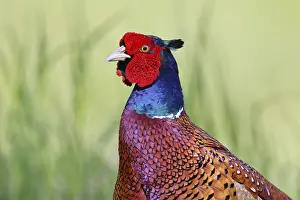 German Wildlife Images Prints: Pheasant, common pheasant (Phasianus colchicus)