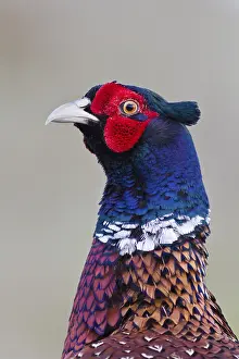 Pheasant Portrait Prints: Pheasant (Phasianus colchicus)