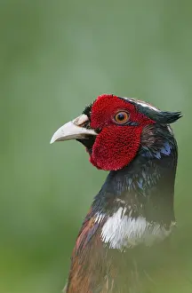 English Pheasant Prints: Pheasant (Phasianus colchicus)