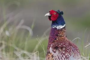Pheasant Portrait Prints: Pheasant (Phasianus colchicus)