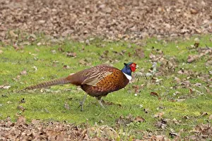 Cotswolds England Prints: Pheasant (Phasianus colchicus)