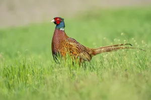 Framed Print : Pheasant Print from Vechta, Germany