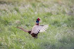 Common Pheasant Behavior Prints: Pheasant (Phasianus colchicus) fluttering