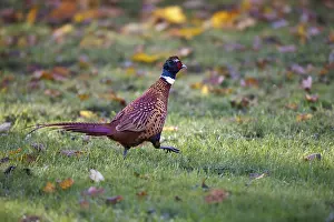 Wild Animals In Germany Prints: Pheasant (Phasianus colchicus), Germany