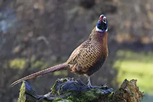 Wild Animals Germany Prints: Pheasant (Phasianus colchicus), Germany