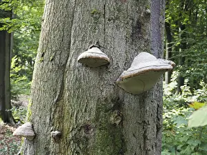 European Bracket Fungus Prints: Phellinus igniarius (Phellinus igniarius) on a tree