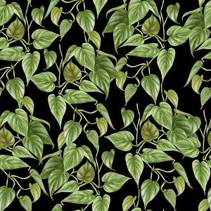 Images Dated 9th January 2024: Philodendron Print