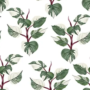 Images Dated 9th January 2024: Philodendron Print - Hand-Drawn Houseplant Illustration