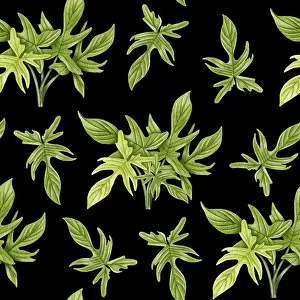 Framed Print : Philodendron Seamless Print Framed Print : Philodendron Seamless Print