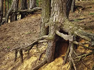Nature Photography Prints: Photo of tree roots in the forest