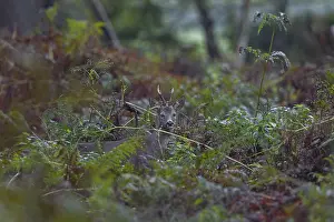 German Nature Reserve Photoshoots Prints: Photographing roe deer in the forest is difficult
