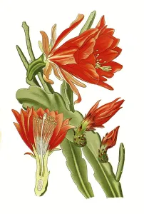 Digitally Restored Botanical Art Prints: Phyllanthoides, Leaf-stemmed cactus