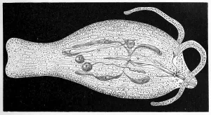 Nudibranch Species Prints: Phylliroe bucephala, tree snail