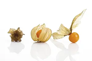 Fresh Fruit Cutouts Prints: Physalis