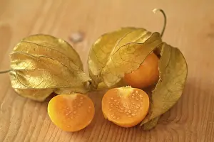 Solanaceae Family Prints: Physalis