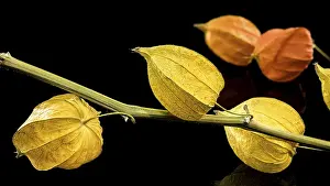 Odessa Prints: Physalis Print on Black Background - Odessa, Ukraine