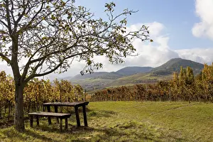 Deciduous Trees In Europe Prints: Picnic spot under a walnut tree