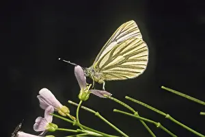 Green Vein White Butterflies Prints: Pieris napi, rapeseed white