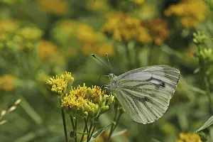 Wildlife Habitat Photos Prints: Pieris napi, rapeseed white