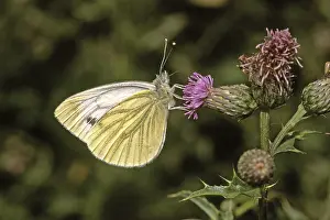 Pieris Napi Prints: Pieris napi, rapeseed white