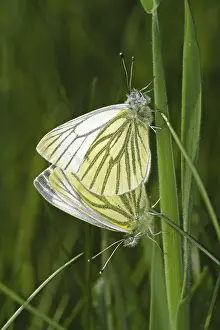 Diurnal Butterfly Behavior Prints: Pieris napi, rapeseed white