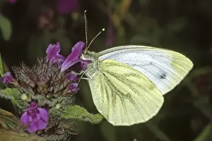 Butterfly Visit To Flowers Prints: Pieris napi, rapeseed white