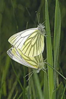 Lepidopteran Mating Season Prints: Pieris napi, rapeseed white
