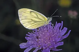 Lepidopteran Fauna In Nature Prints: Pieris napi, rapeseed white