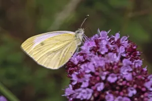 Pieris Napi Prints: Pieris napi, rapeseed white