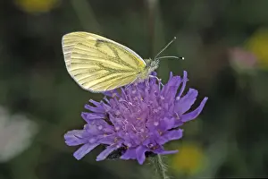 Wildlife Insect Photography Prints: Pieris napi, rapeseed white