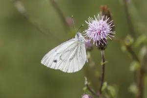 Pieris Napi Species Prints: Pieris napi, RapsweiBling