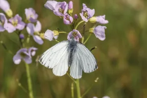 Cardamine Pratensis Flower Prints: Pieris napi, RapsweiBling