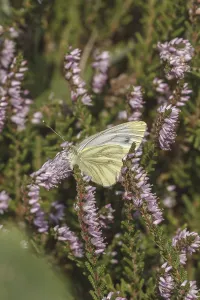 Uninhabited Countryside Scenery Photo Prints: Pieris napi, RapsweiBling