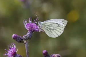 Diurnal Butterfly Habitat Prints: Pieris napi, RapsweiBling