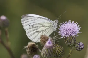 Wildlife Diurnal Butterflies Prints: Pieris napi, RapsweiBling