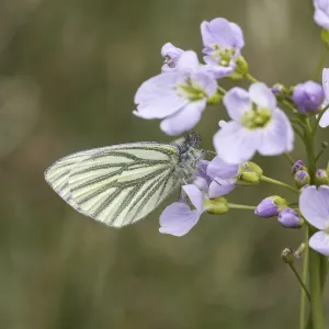 Cardamine Pratensis Flower Prints: Pieris napi, RapsweiBling